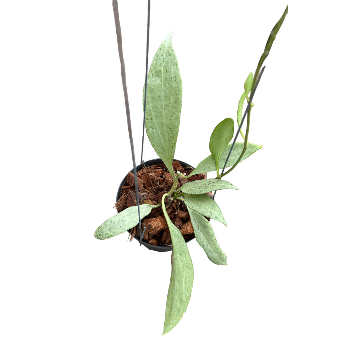 ホヤ ニューギニア ゴースト「Hoya New Guinea ghost」7/4-939M6