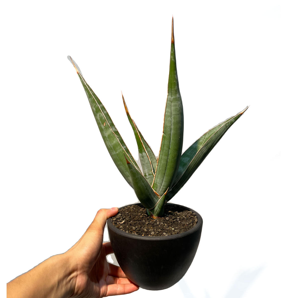 激レア サンスベリア サンセベリア ピンギキュラ ロンギフォリア