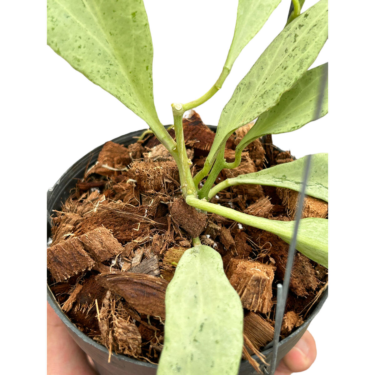 ホヤ ニューギニア ゴースト「Hoya New Guinea ghost」7/4-939M6