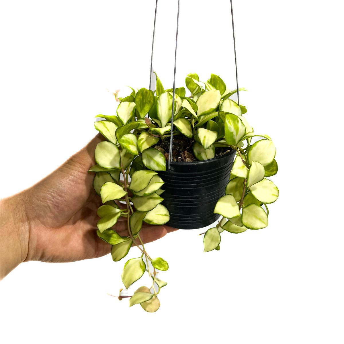 ホヤ ヘウスケリアナ 斑入「Hoya heuschkeliana var.」5/2-441M...