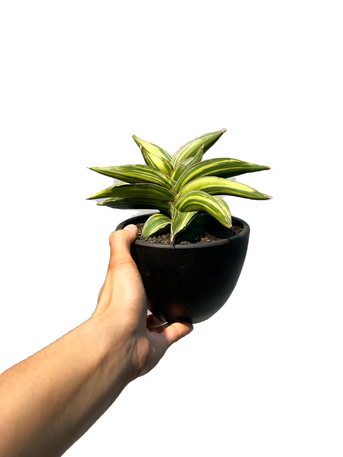 サンセベリア サムライ ドワーフ 斑入 Sansevieria Samurai Dwarf V