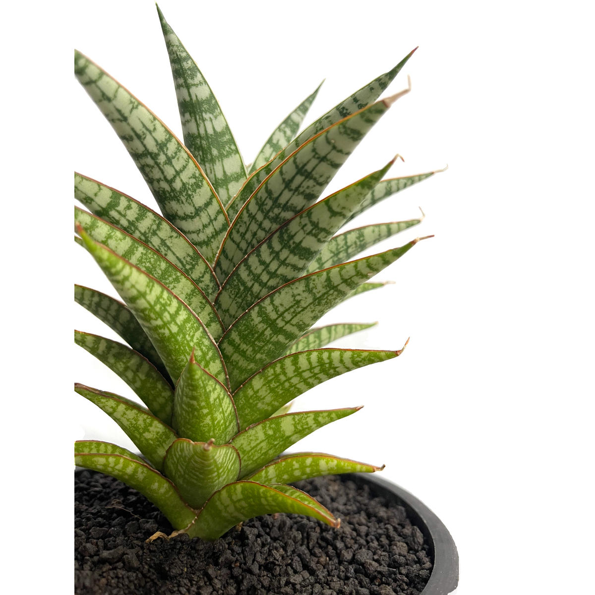 サンスベリア バンテン sansevieria bang-teng
