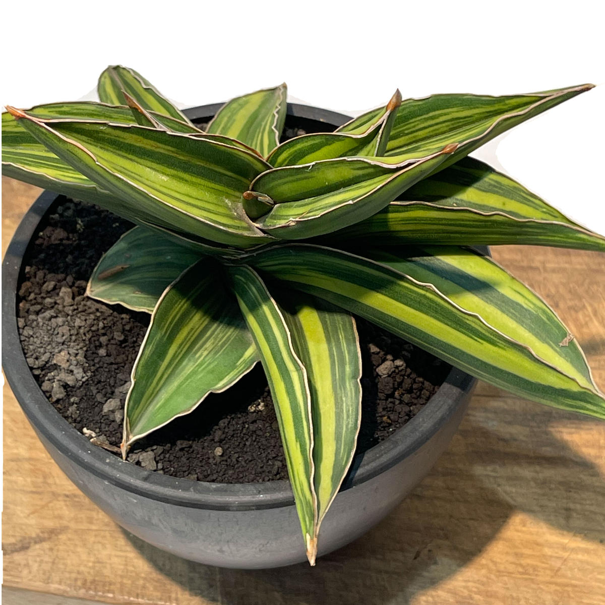 サンセベリア サムライ ドワーフ 斑入 Sansevieria Samurai Dwarf V