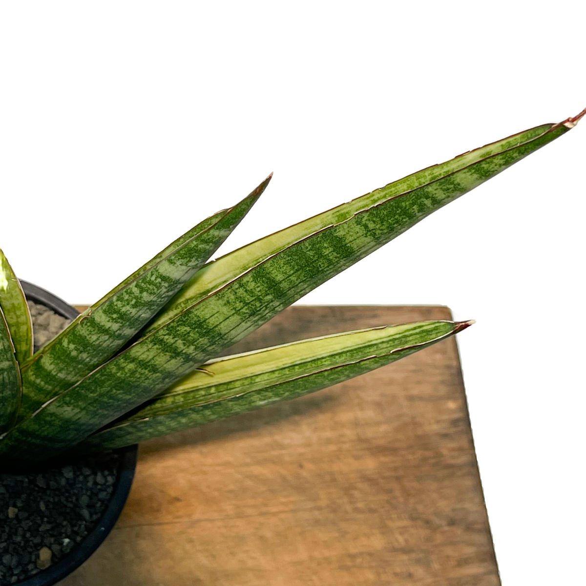 サンスベリア マーシャ アンジャニ 斑入り サンスベリア マーシャ アンジャニ 斑入り