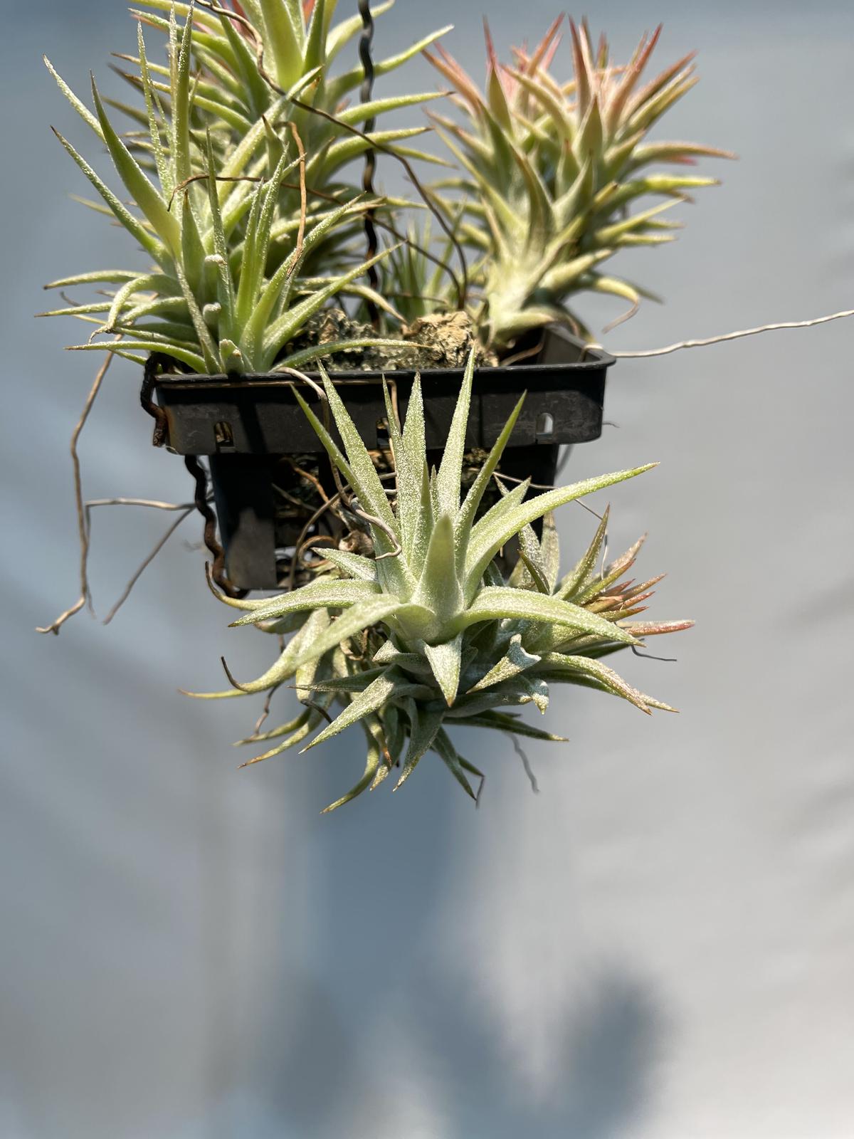 チランジア イオナンタ バンハイニンギー ミノール 残僅か 極上