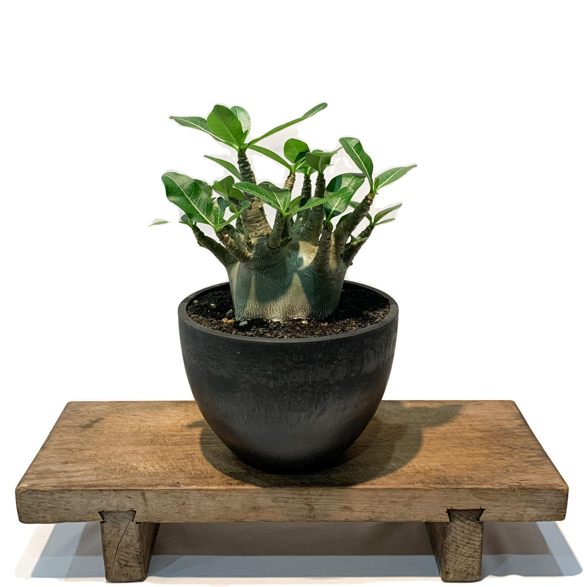 アデニウム アラビカム Dwarf Type塊根植物 Arabicum コーデックス タイプadenium ドワーフ 人気 夏型 観葉植物 国内最安値 ドワーフ