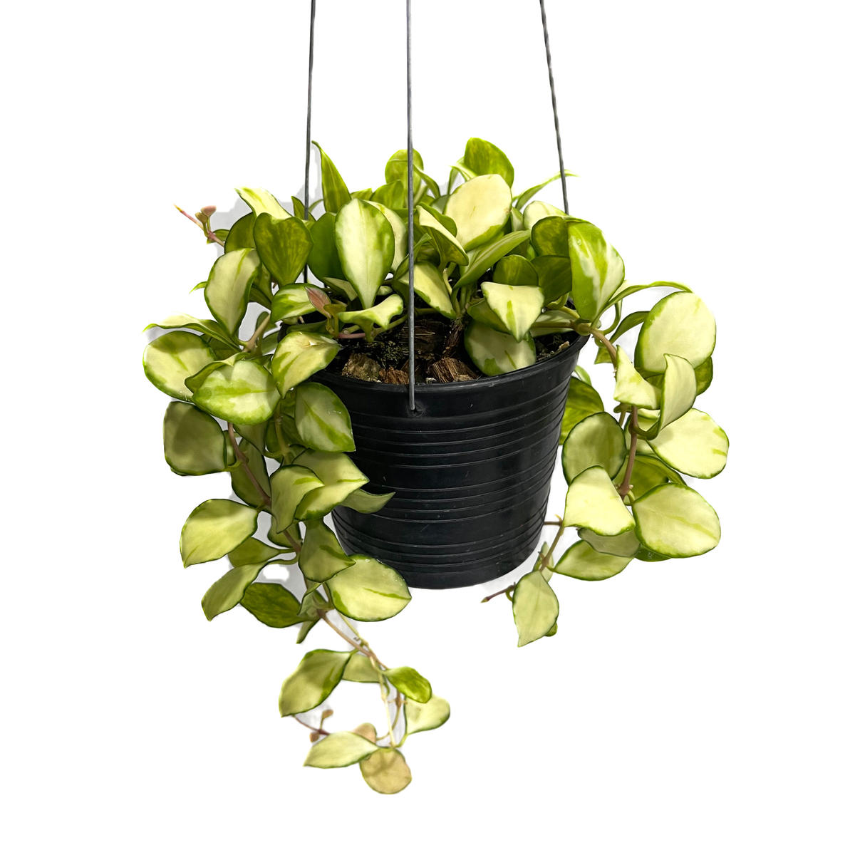 ホヤ ヘウスケリアナ 斑入「Hoya heuschkeliana var.」5/2-441M...