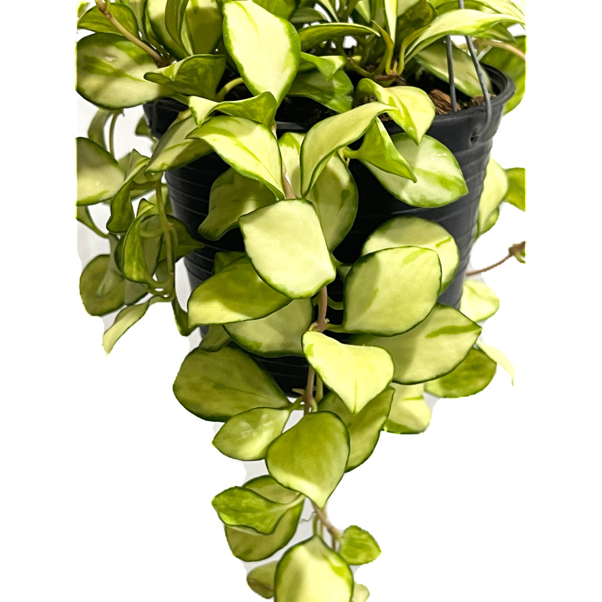 ホヤ ヘウスケリアナ 斑入「Hoya heuschkeliana var.」5/2-441M...