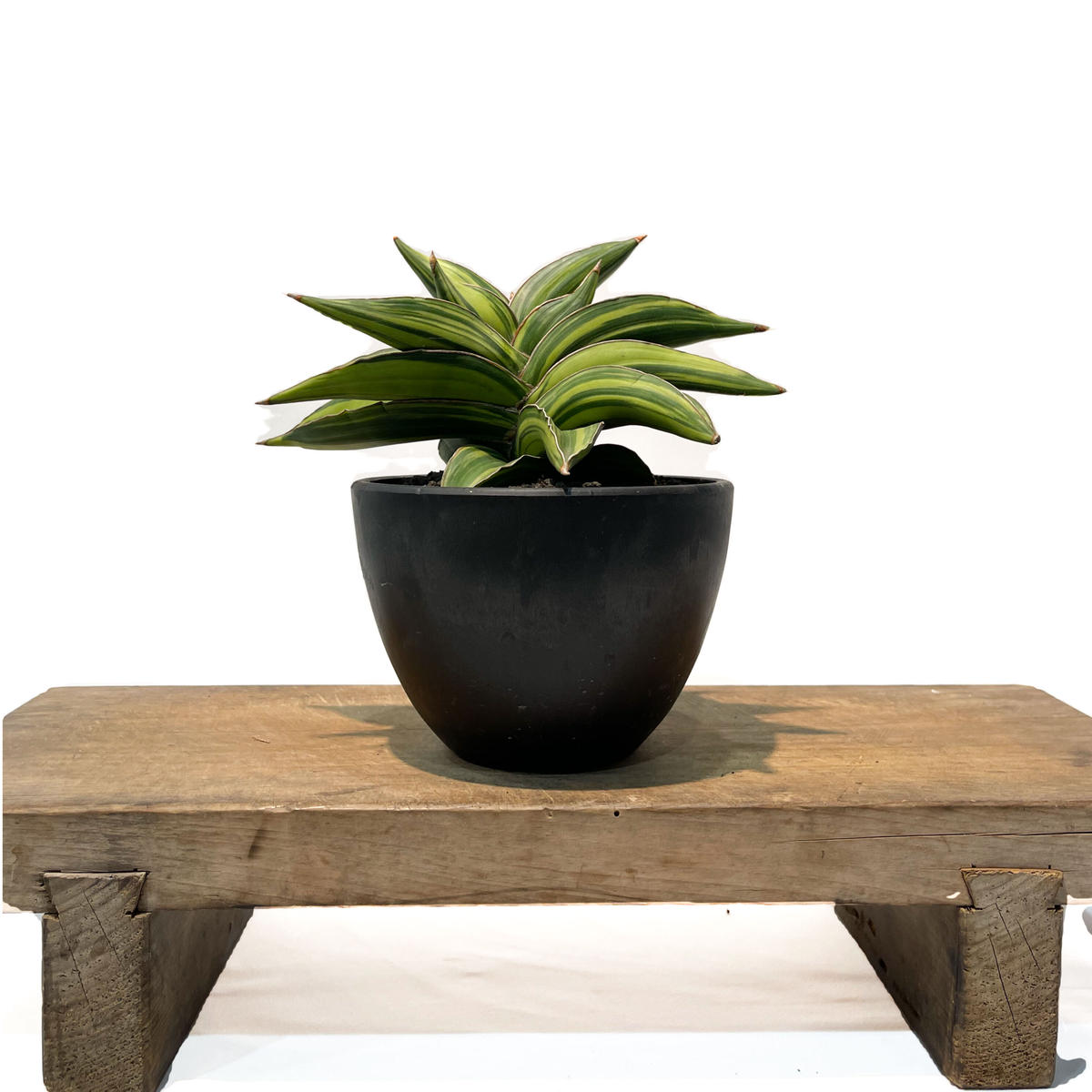 サンセベリア サムライ ドワーフ 斑入 Sansevieria Samurai Dwarf V