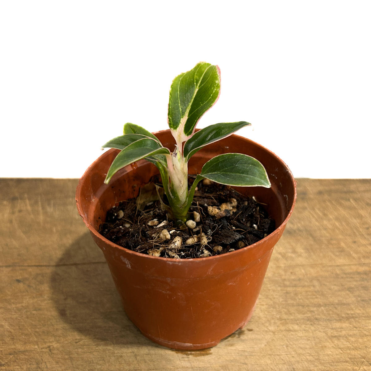 アグラオネマLOD (aglaonema Light of Diamond)