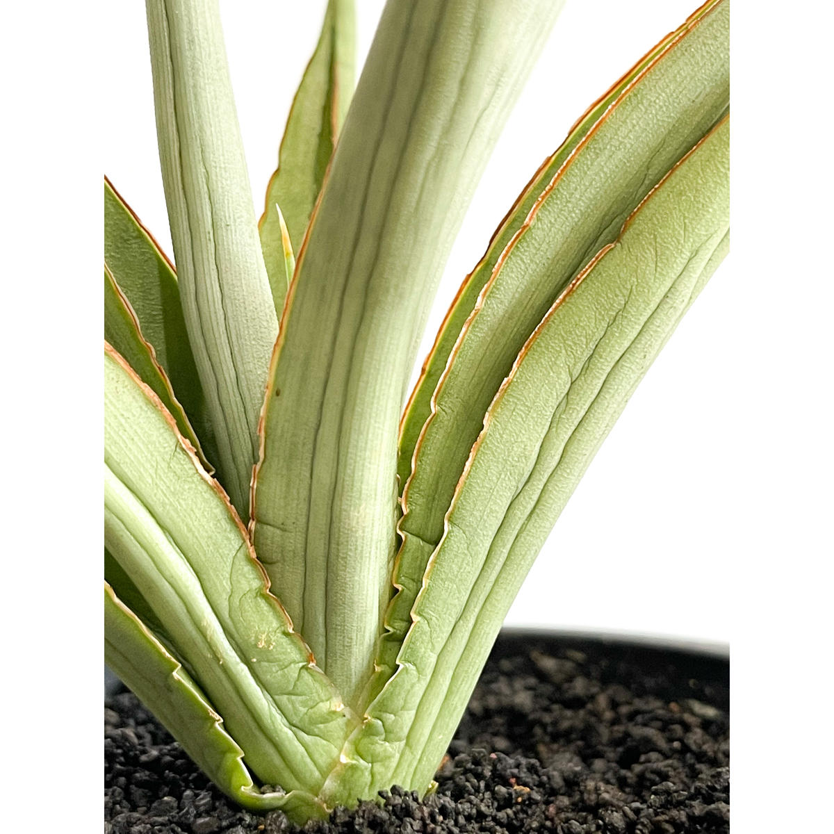 サンスベリア ダンシングドラゴン サンセベリア Sansevieria