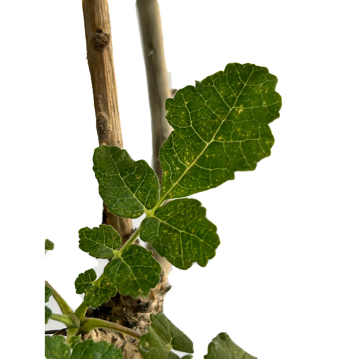 ベルギー製 ボスウェリア サクラ 実生株 - 植物/観葉植物