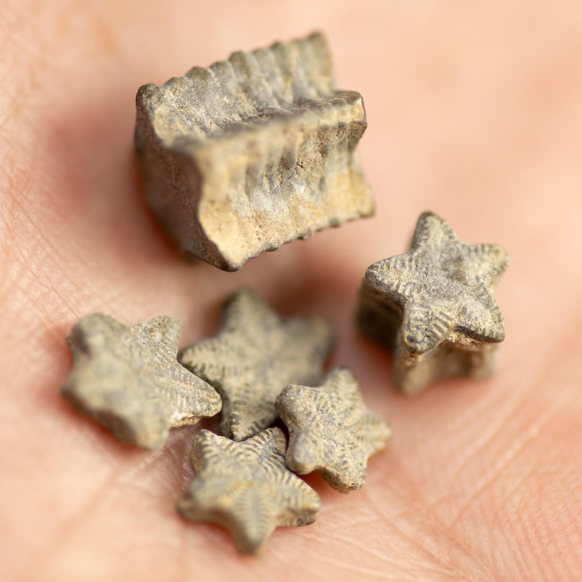 ウミユリの化石 Mineralhonpo Com