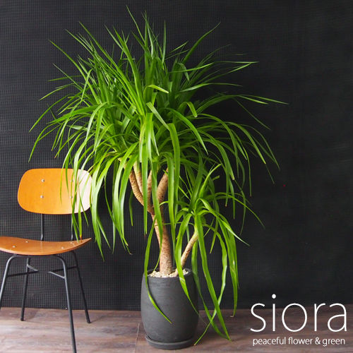 現品お届け 樹形選べます ドラセナ カンボジアーナllサイズ カイトバルーンポット 陶器 受皿