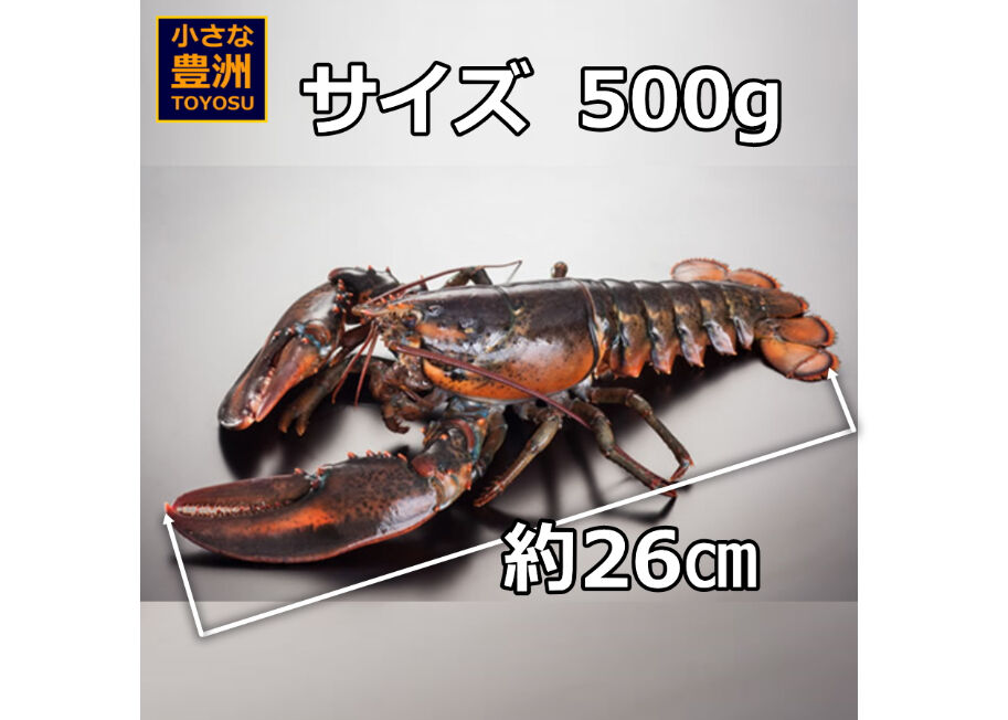 高品質新品 活 オマール ロブスター 500gx10尾 Dprd Jatimprov Go Id