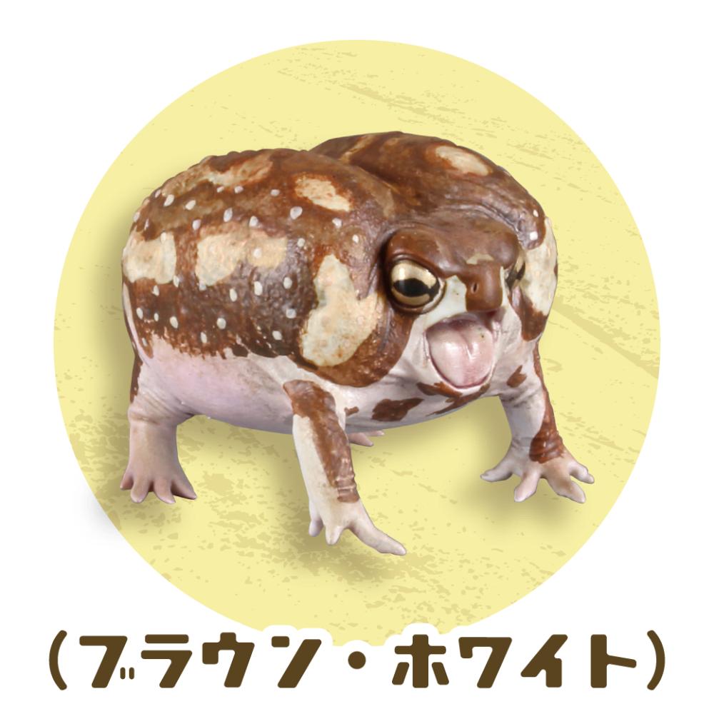 市場 1 アメフクラガエル 1 アメフクラガエル ソバージュネコメガエル