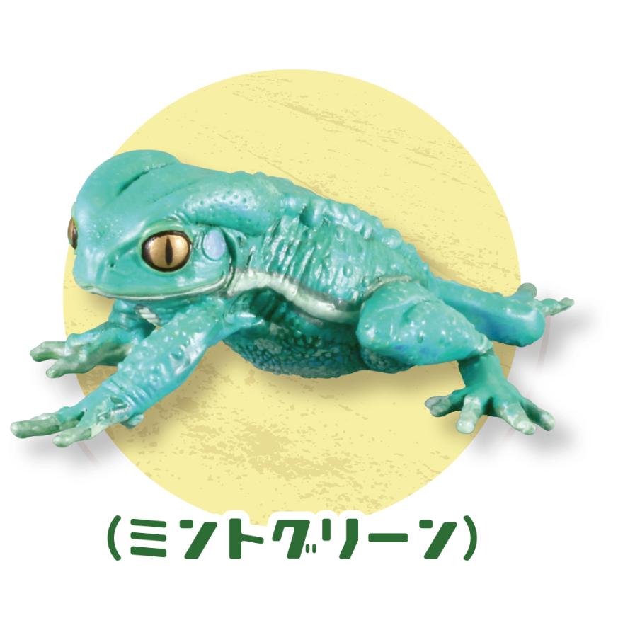 市場 1 アメフクラガエル 1 アメフクラガエル ソバージュネコメガエル