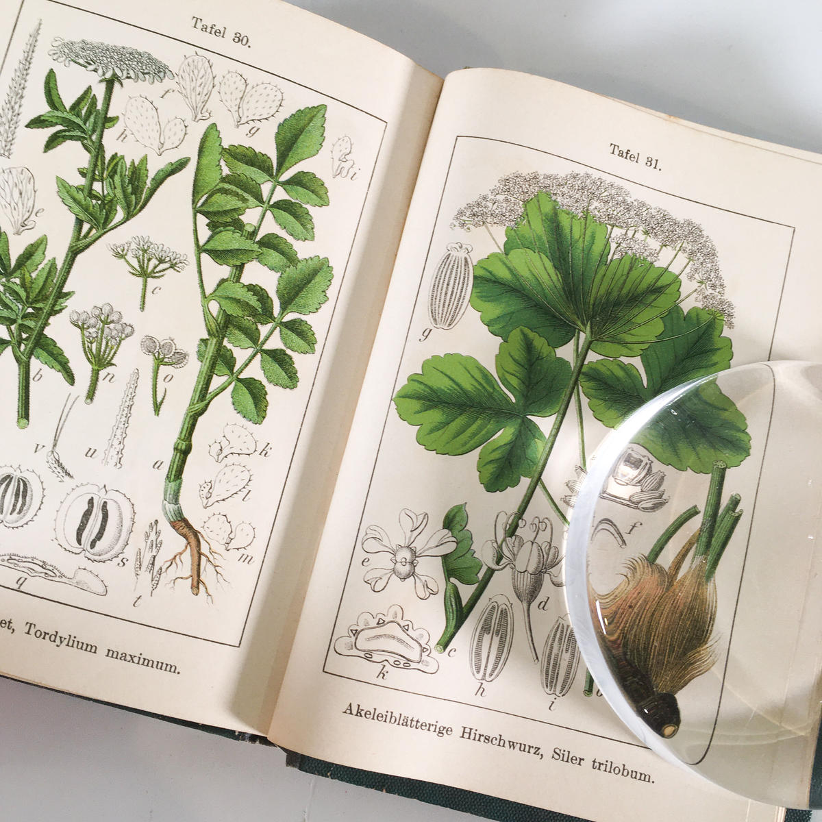 J Sturm 15冊 ドイツの植物図鑑 ボタニカル ヤーコブ シュトルム 植物画 博物画