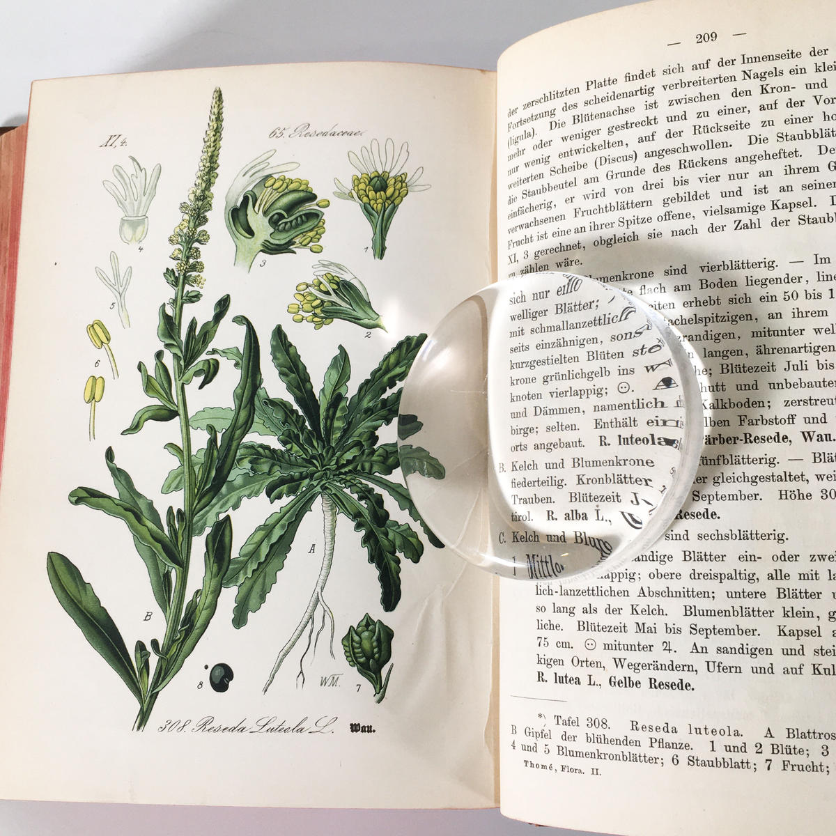 Thome ドイツ オーストリア スイス 多色石版画 植物図鑑 Vol 4 カラープレート