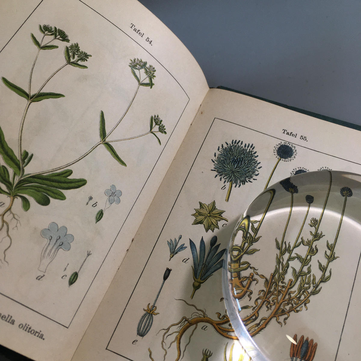 絶版 レア ！『植物の世界』全15巻 朝日百科 植物図鑑