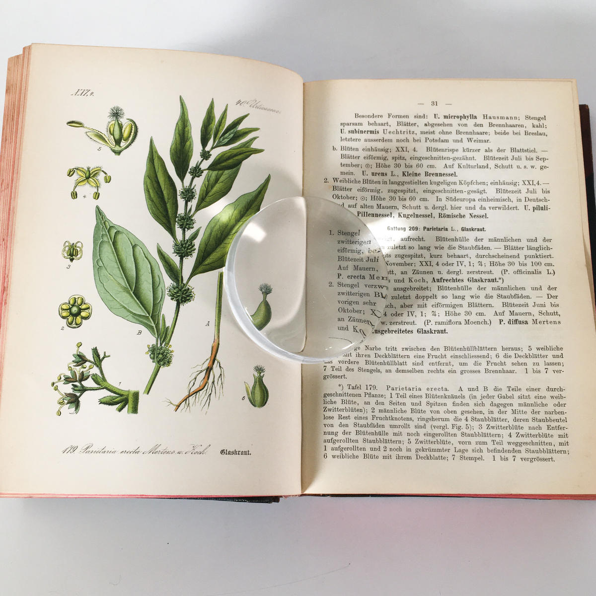 Thome ドイツ オーストリア スイス 多色石版画 植物図鑑 Vol 4 カラープレート