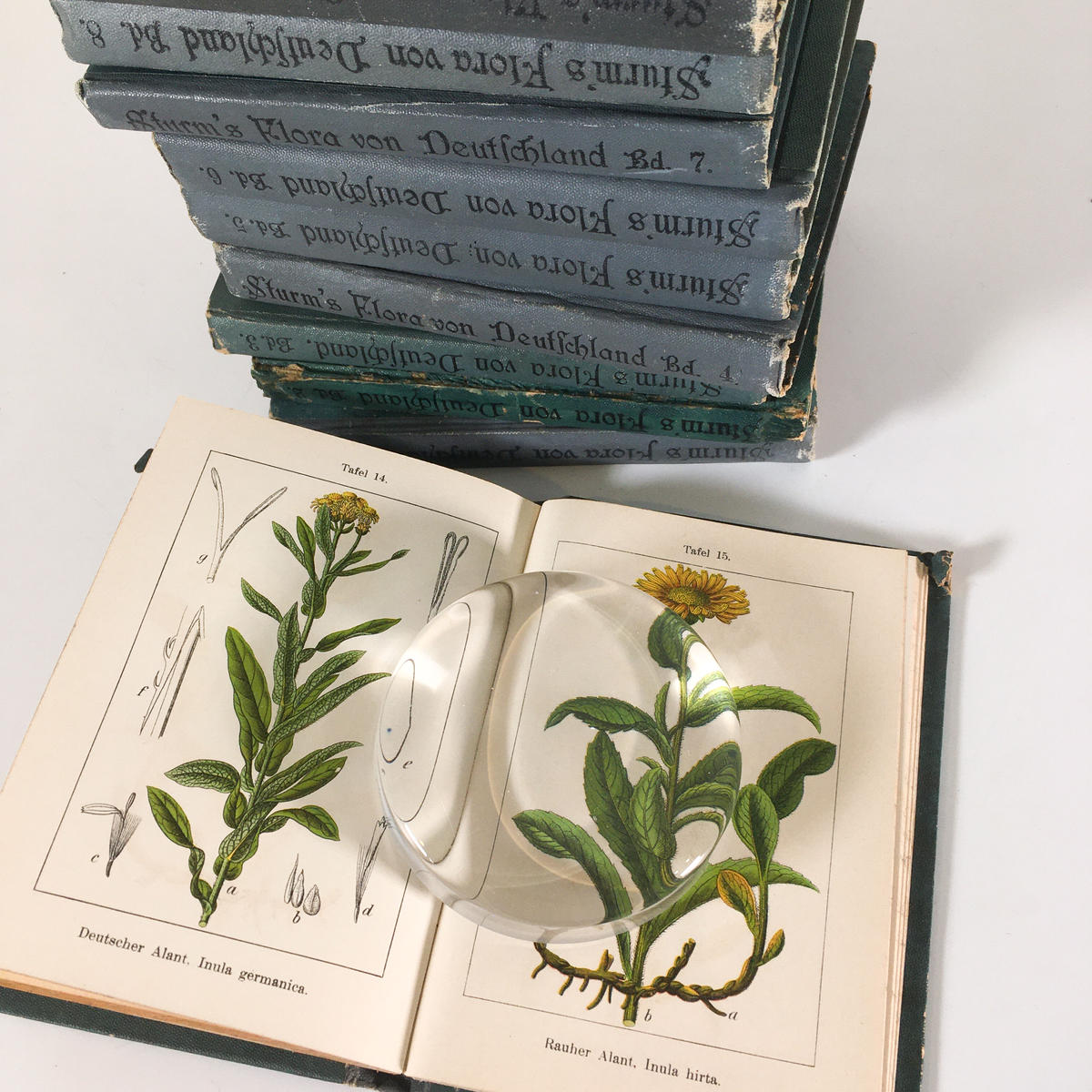 J Sturm 15冊 ドイツの植物図鑑 ボタニカル ヤーコブ シュトルム 植物画 博物画