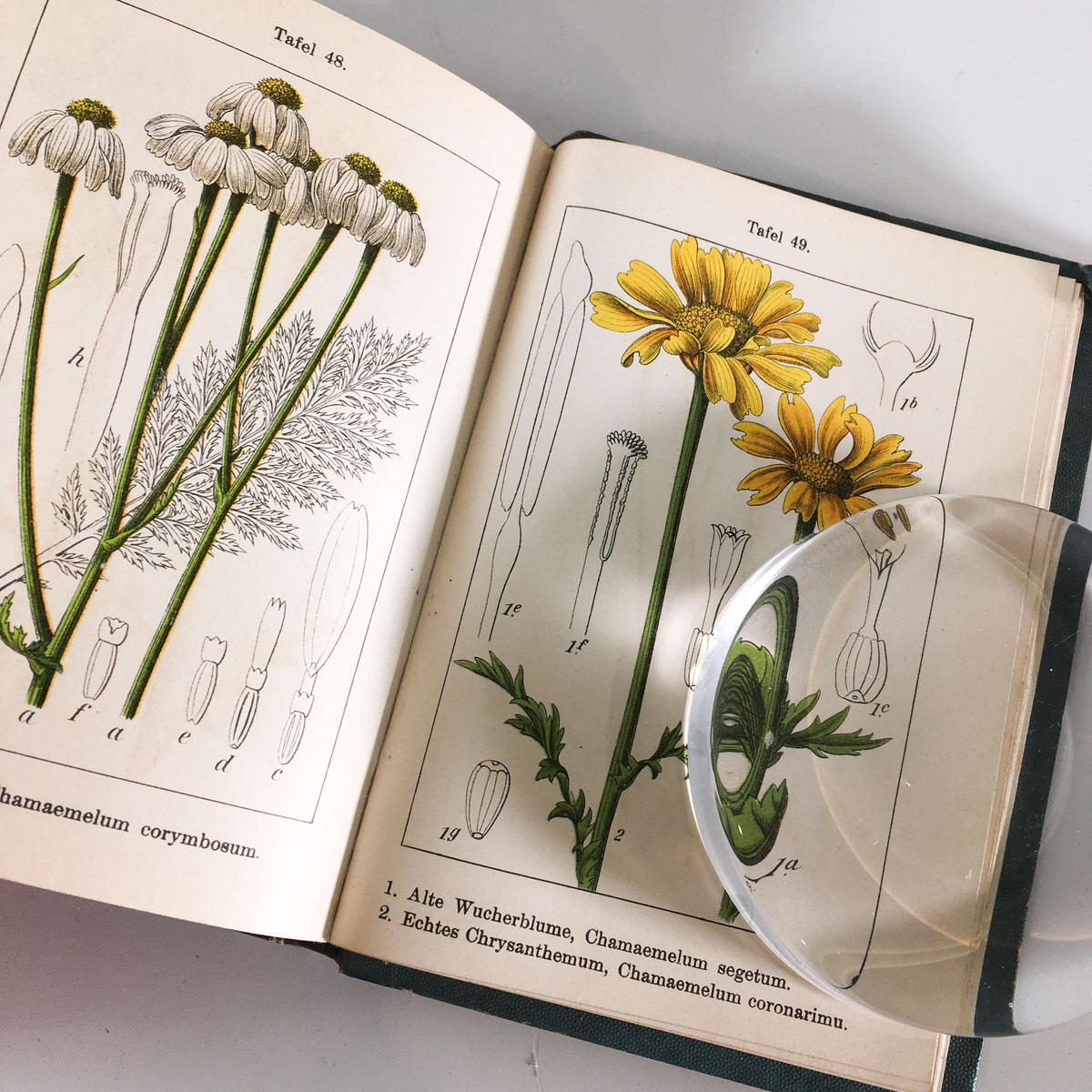 J Sturm 15冊 ドイツの植物図鑑 ボタニカル ヤーコブ シュトルム 植物画 博物画
