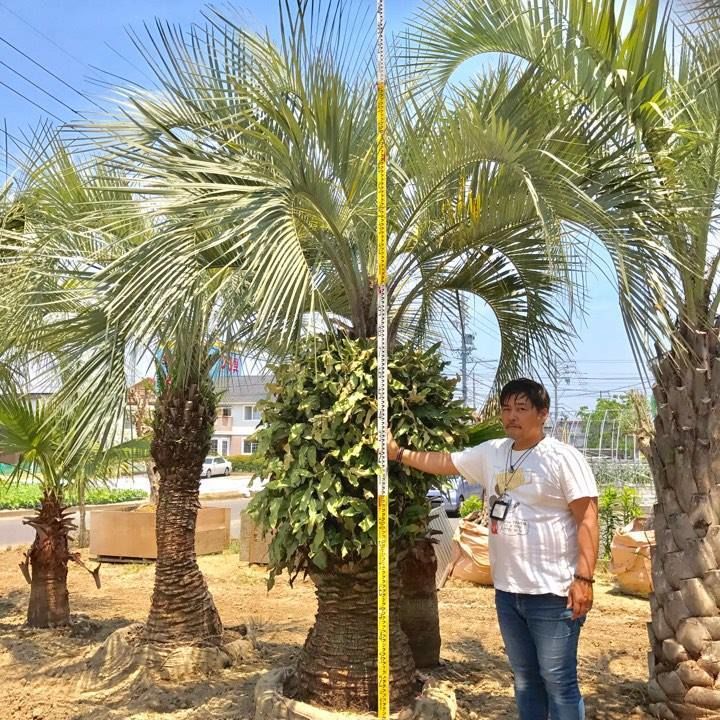 ココスヤシcp 12 デザイナーズガーデンラウレアヤシの木通販