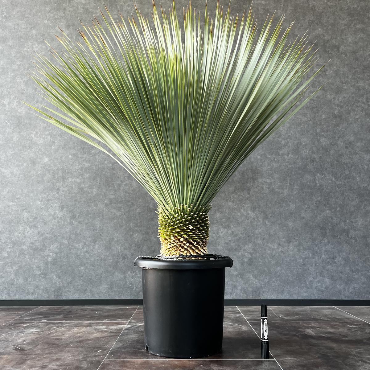 現品/発根済】ユッカ ロストラータ『ブルーサンダー』