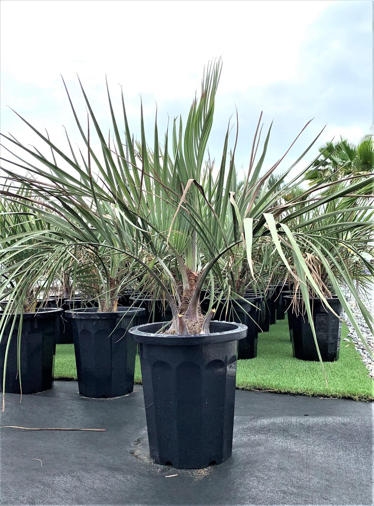 ココスヤシ 鉢下から90㎝ぐらい ココスヤシ 高さ鉢底から94cm 楽天市場】