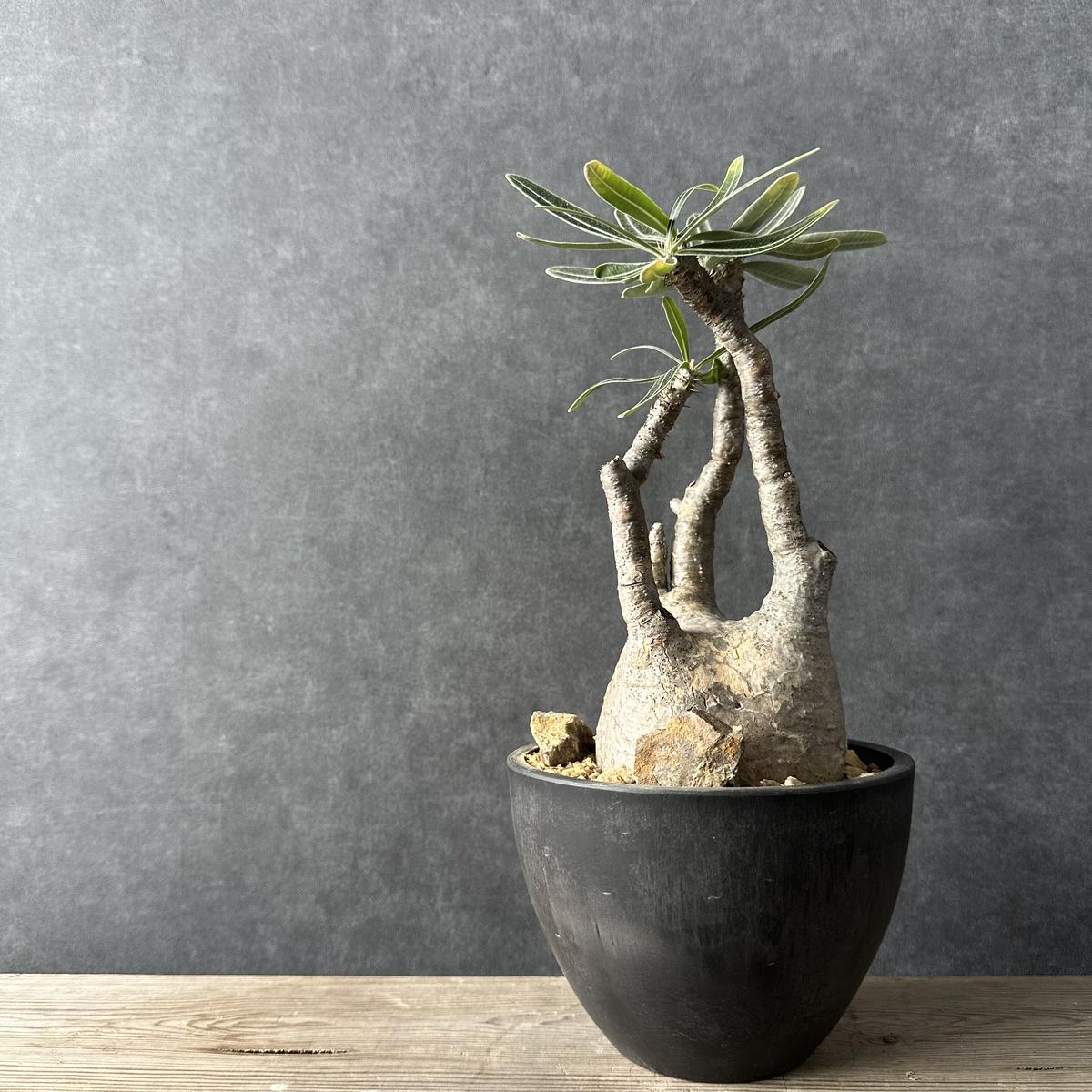 グラキリス　現地球発根株　中型 鉢ごと発送 グラキリス 現地球発根株 中型 鉢ごと発送 綴化 セッカ 】発根済