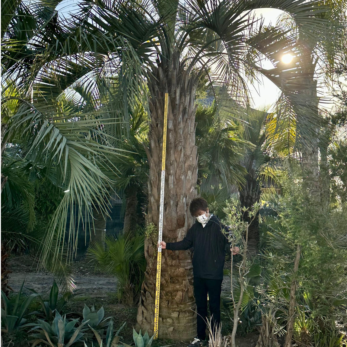 ココスヤシ 幹高1.5m 全長3.5m 幹60cm 引取希望