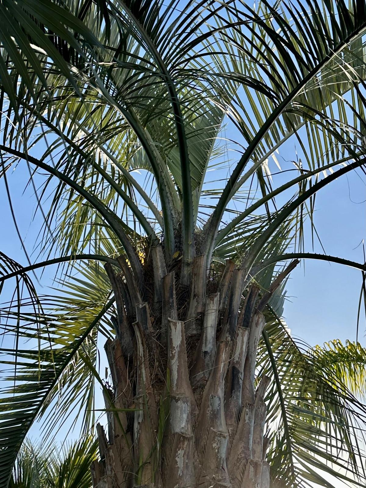 ココスヤシ 幹高1.5m 全長3.5m 幹60cm 引取希望