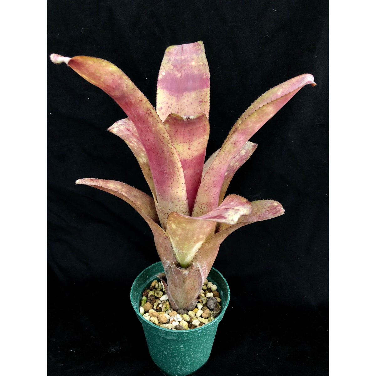 Billbergia Borracho Beadle 1249 ビルベルギア ボラッチ