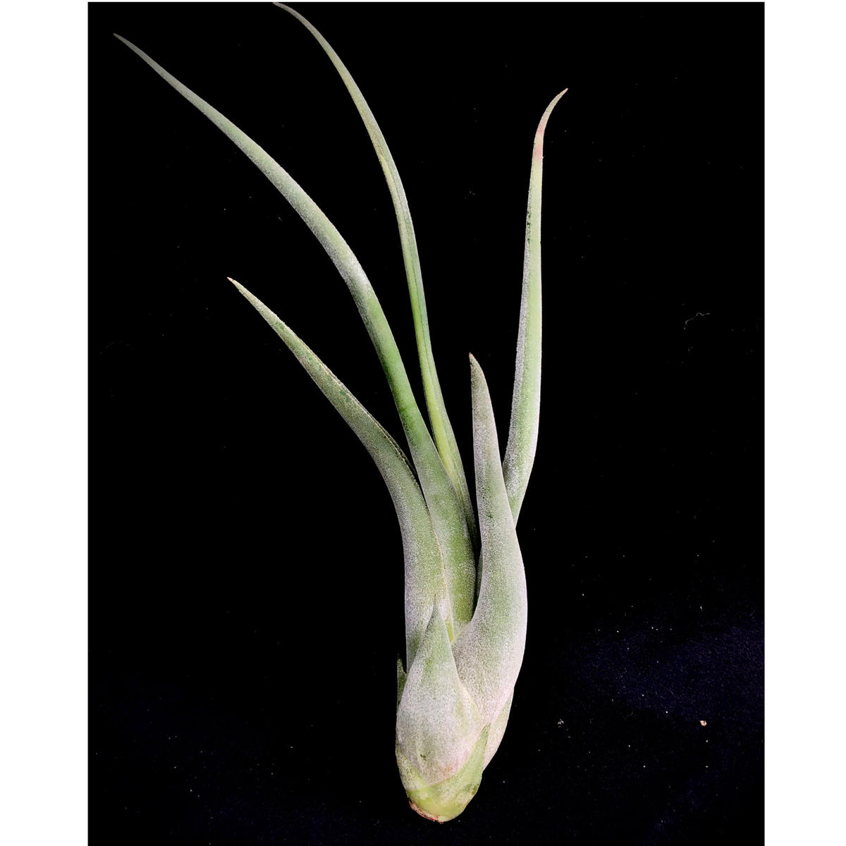 天下家植物界 Tillandsia Cupt Medusae Alba ティランジア カプトメデューサエ アルバ