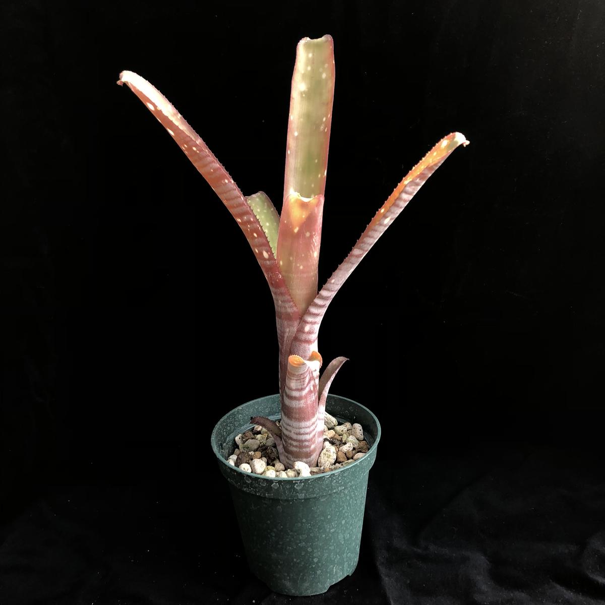 Billbergia amoena var.viridis B024(Brazil)/ビルベル...
