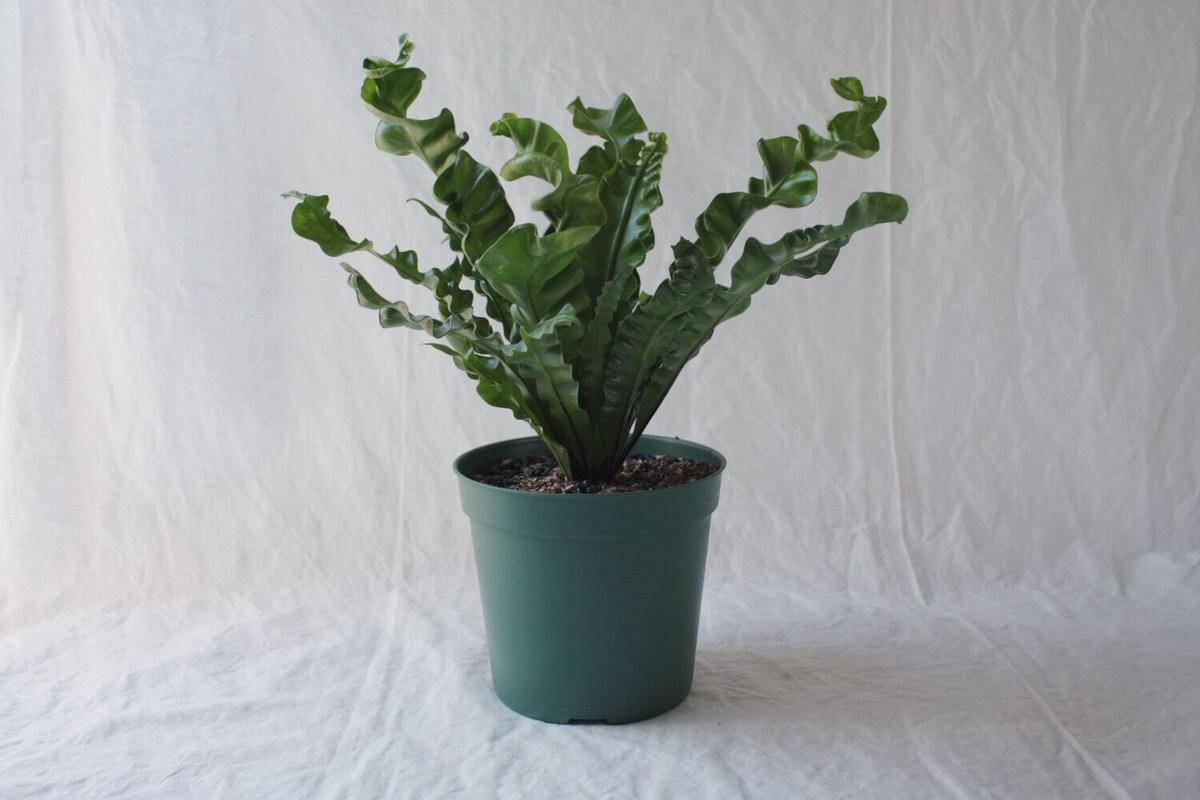 福袋セール タニワタリ アカキ 水苔仕立て 高さ約60 9寸 植物 観葉植物 Alrc Asia