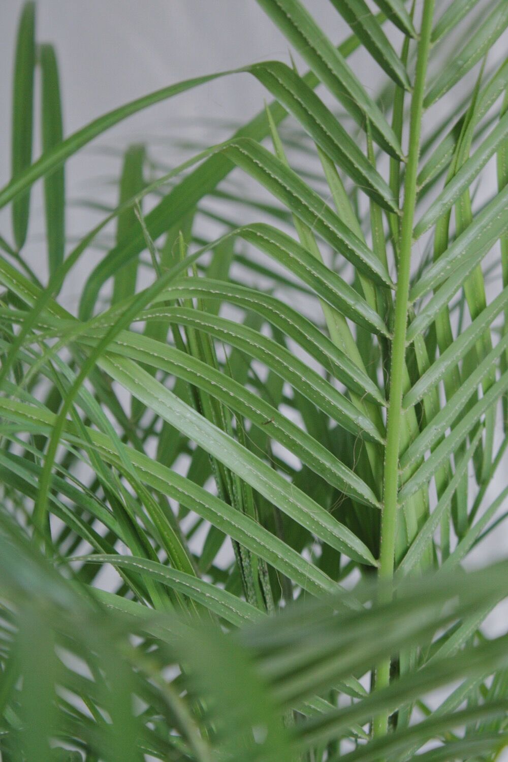 フェニックスロベレニー Spi