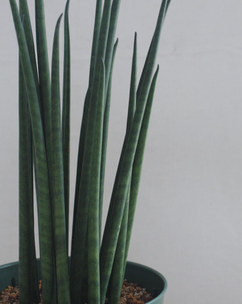 サンスベリア バキュラリス Spi