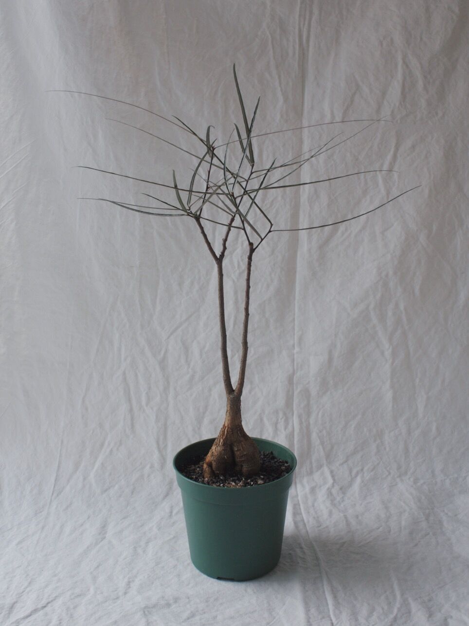 ブラキキトン ルペストリス Spi