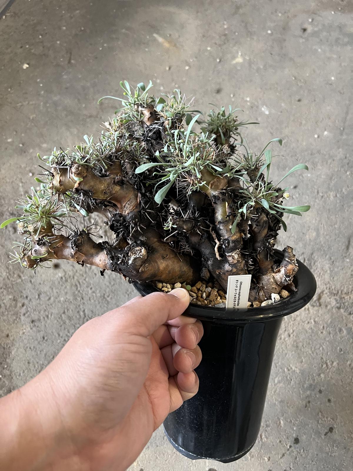 Andrew Gemrich 植木鉢 芽の巣山 humanity 益子焼