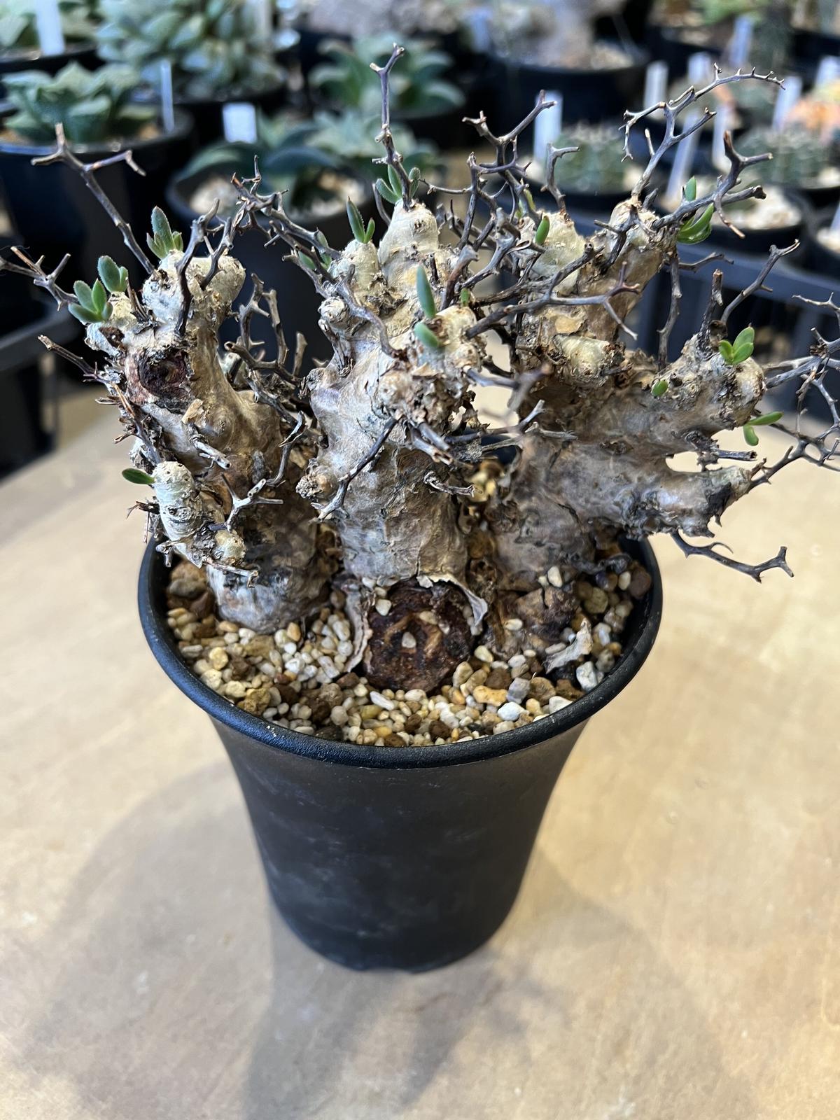 セール チレコドン レティキュラータス 万物想 現地株 スーパーアフロ