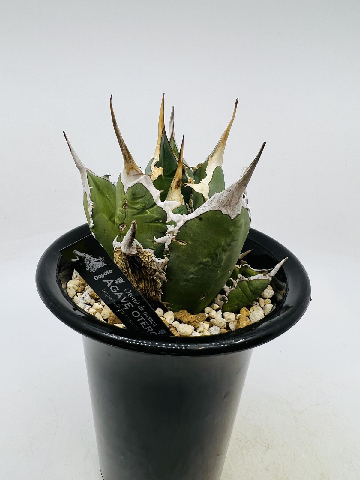 アガベ アガベチタノタ オアハカ オテロイ コヨーテ coyote 【公式通販】