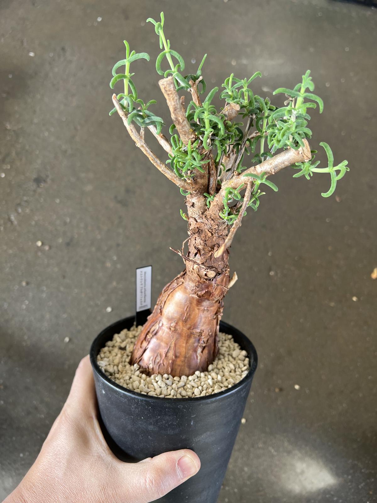 変態激渋系灌木風BONSAI 発根済 メストクレマ ツベローサム