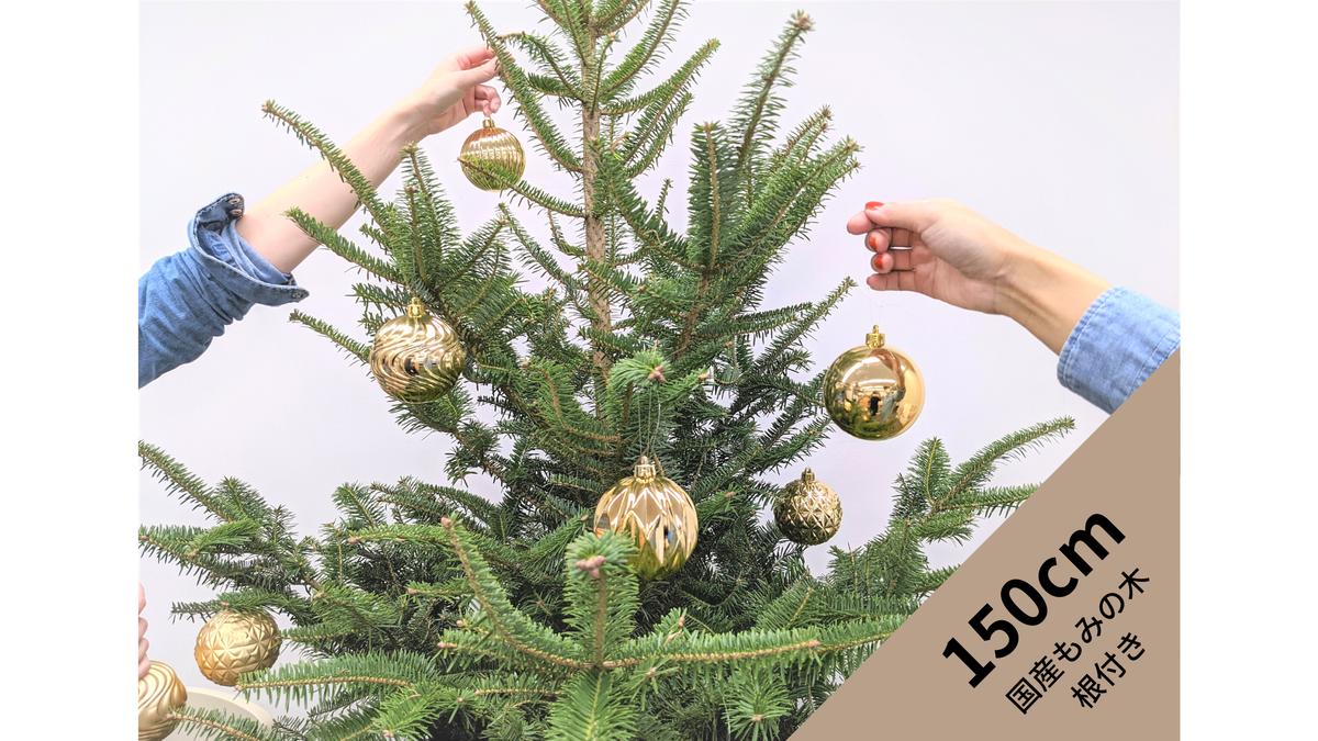 国産もみの木 根付き 150cm 予約販売商品のためキャンセル不可 Glanet