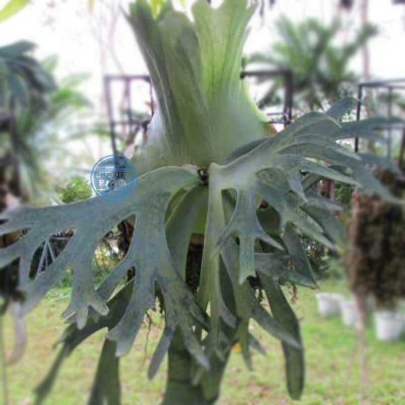 P.willinckii 'Dwarf Tatsuta'① @bikamori.com ビカクシダ