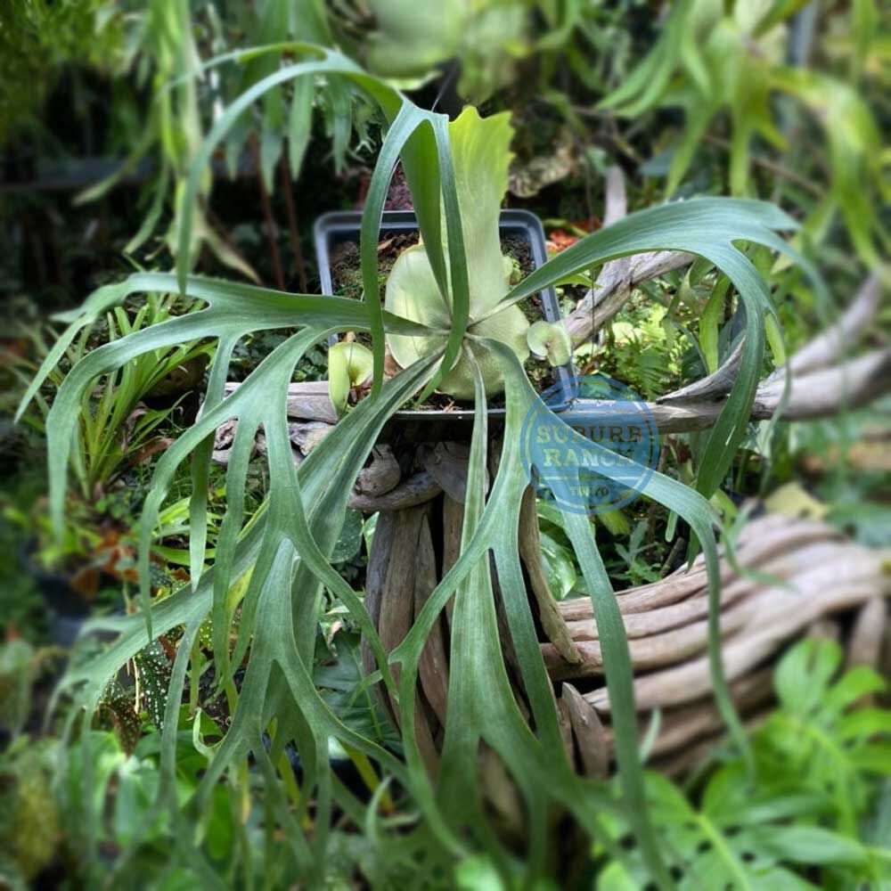 ビカクシダ　リトルフィンガー　little finger親株 ビカクシダ リトルフィンガー little finger親株 ビカクシダ