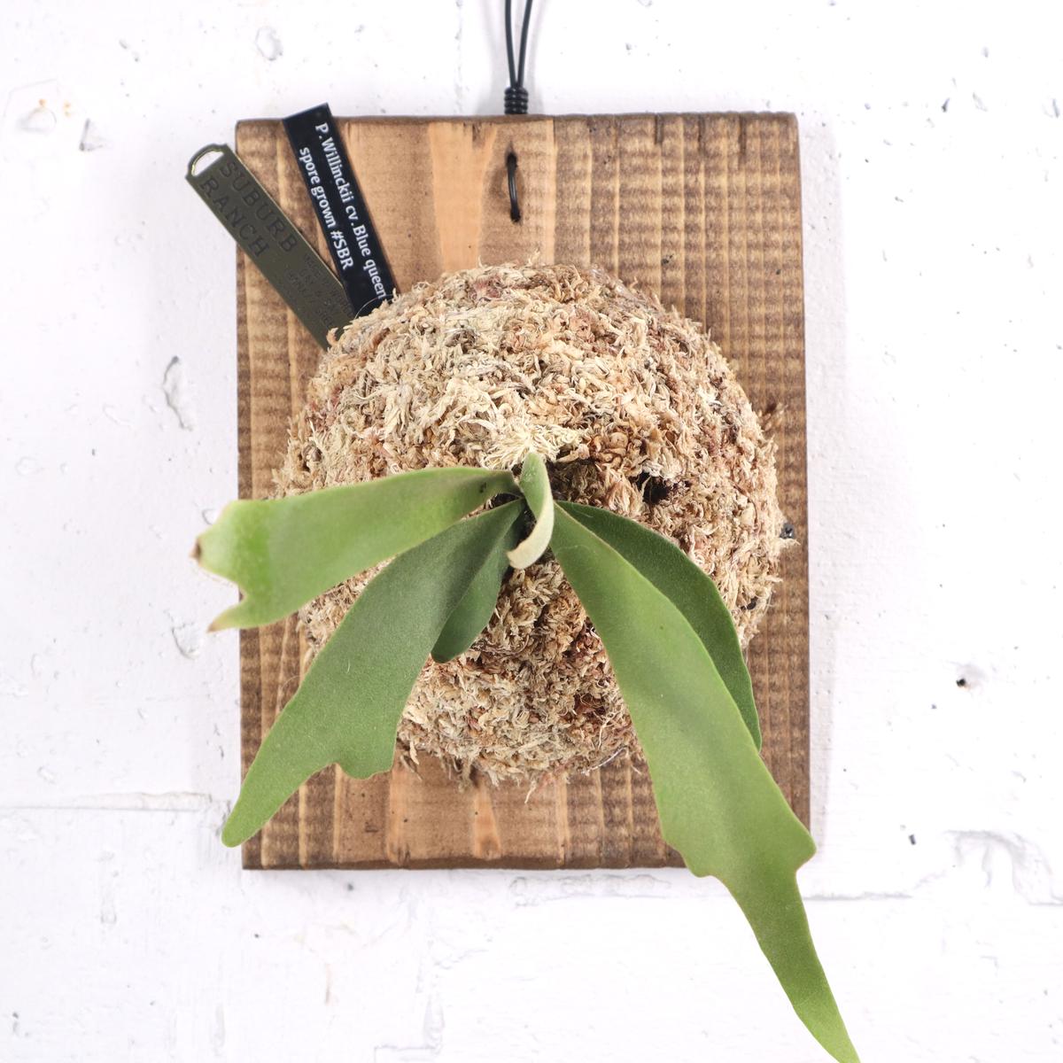 P1483 ビカクシダ ウィリンキーブルークイーン P. Willinckii 'Blue Queen' spore 観葉植物 コウモリラン  ハンギング 珍奇植物 ビザールプランツ