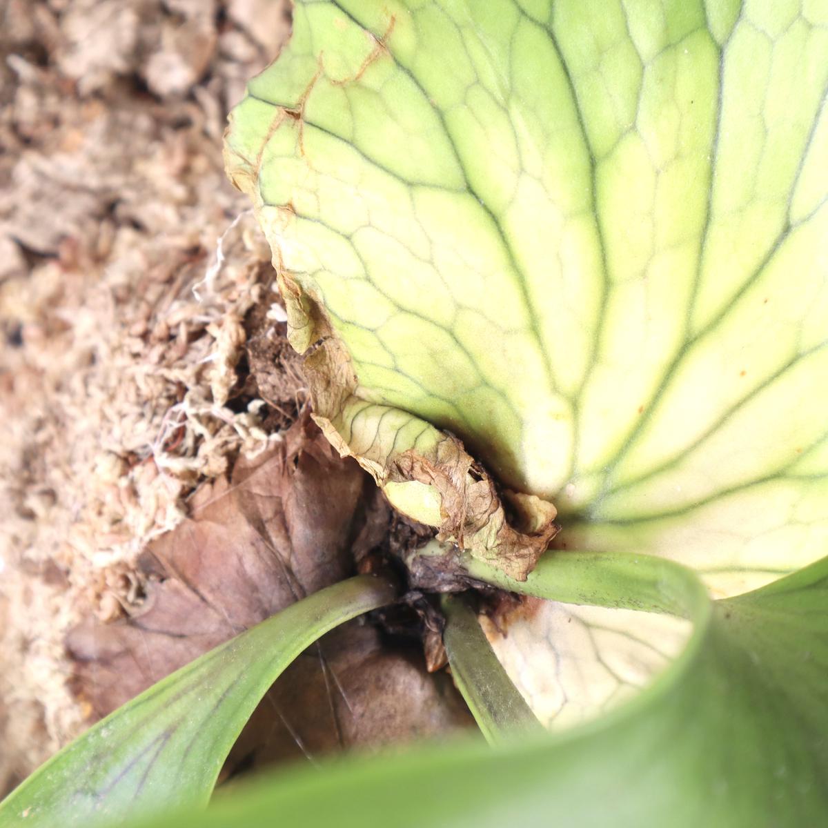 P1612 ビカクシダ コロナリウム ホワイト P.coronarium cv. white