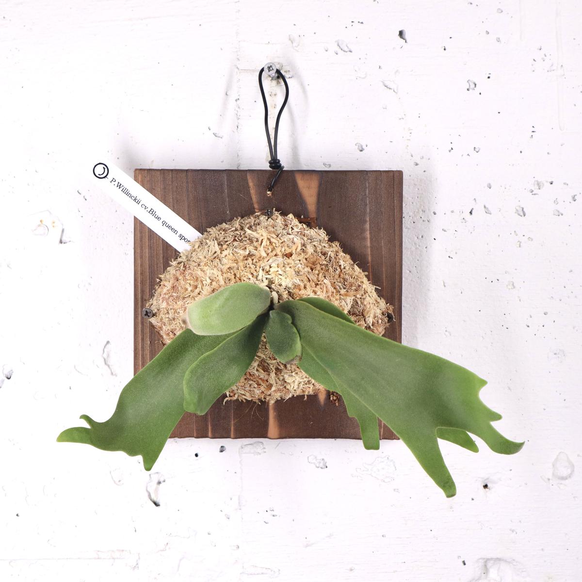 P1575 ビカクシダ ウィリンキーブルークイーン P. Willinckii cv.Blue Queen spore 観葉植物 コウモリラン  ハンギング 珍奇植物 ビザールプランツ